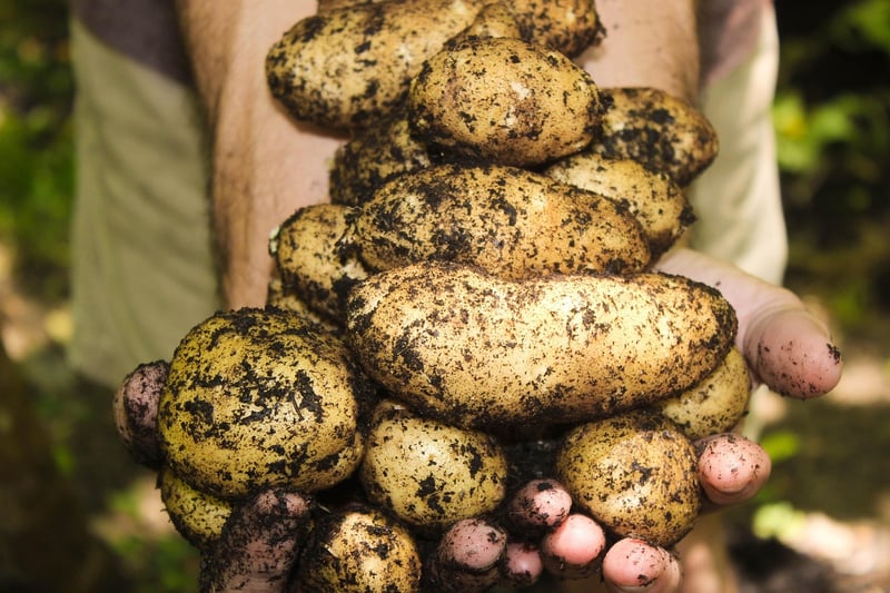 Magic Harvesting